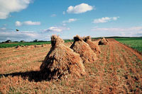 Agriculture Image